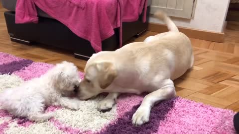 Labrador Retriever and Maltese || babydog ||noty baby dog || #cutedog #babydog #pets #puppys