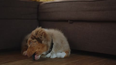 Cute golden retriever, eating only snacks with relish