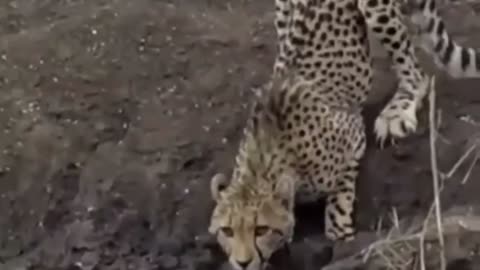 Jaguar vs crocodile fight to the death !!! unbelievable!!