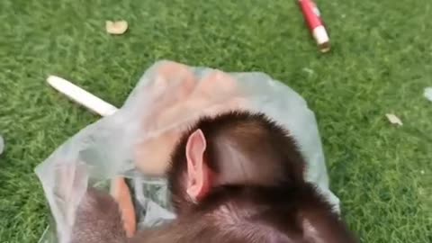 The breeder is teasing the baby baboon to play