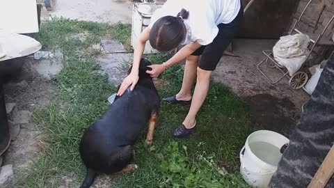 Our dog takes a shower. Final