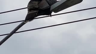 Turkey Sits On Streetlight