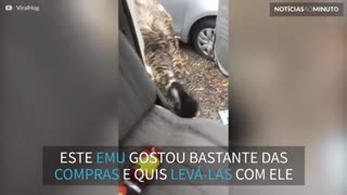 Ladrão inesperado! Emu rouba compras de um carro na Austrália