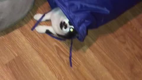 Weirdo cat nose-dives into vertical tunnel