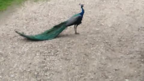 Peacock Sentry