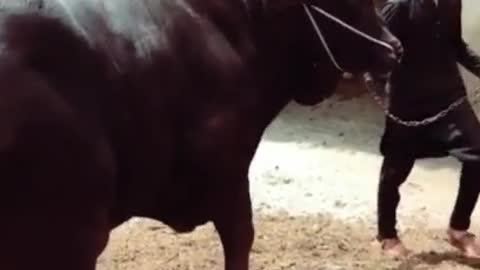 Heavy Black Cow funny dance video