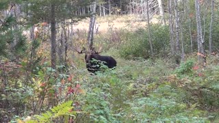 Maine bull moose zone 10