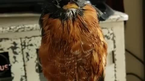 Rescued Robin Dries Off after a Bath