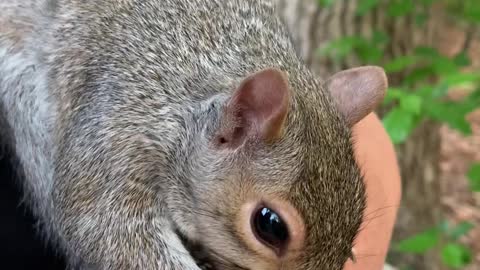 Squirrel Grooms Person