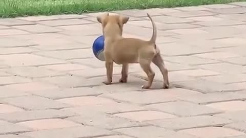 Chihuahua puppy successfully retrieves ball for the first time