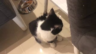 Cat guilty of stealing chicken