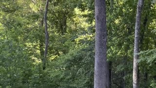 Bear Family Drop by for a Backyard Visit