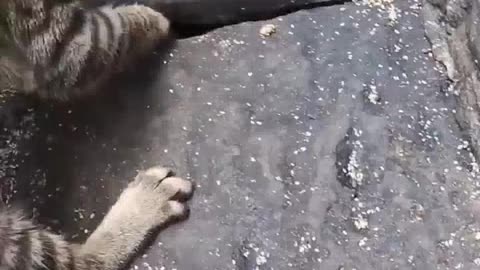 Cat and rat attack amazing video