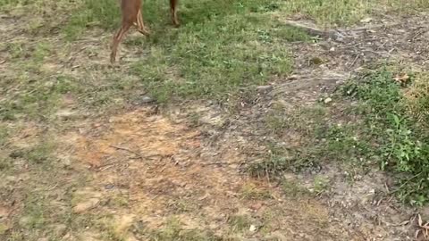 Doggy Picks Pear on Morning Walk