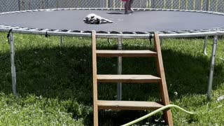 Sleepy Pug Can't be Bothered by Trampolining Girl