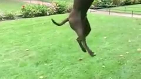 #dog #dogfunny #bestdogfunny #bestdogvideos