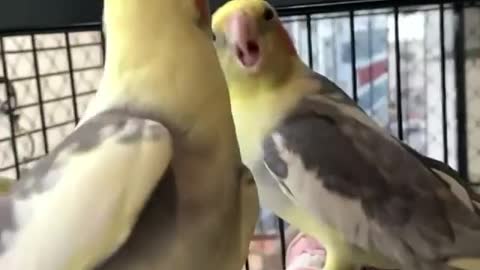 A pair of cockatiels petting their owner in the cage and making fun moves