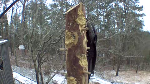 pileated woodpecker loves to swing !