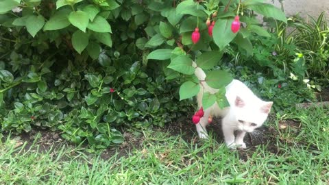 funny white cat lovely