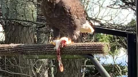 Bald Eagle eating