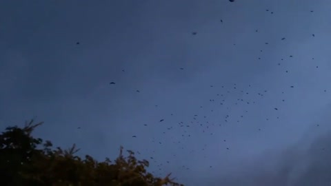 Thousands Of Flying Foxes (Bats) Cruise Through Tannum Sands