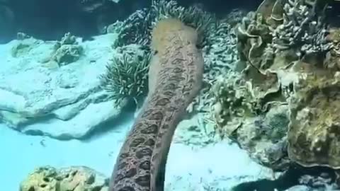 Following the moray eel