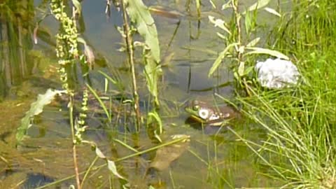 Bullfrog Gets Startled