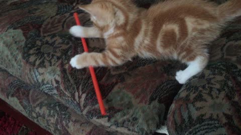 Gingernuts the kitten vs the red straw
