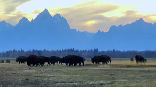 Wild Buffalo Herd Grazing in Front of the Tetons