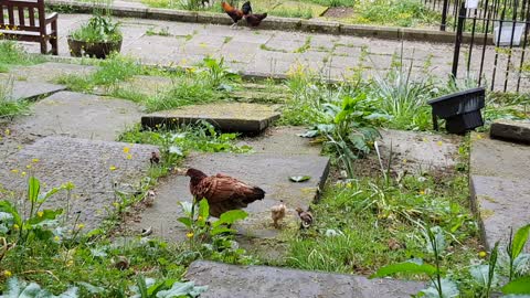 Chickens in grave yard. Haworth UK