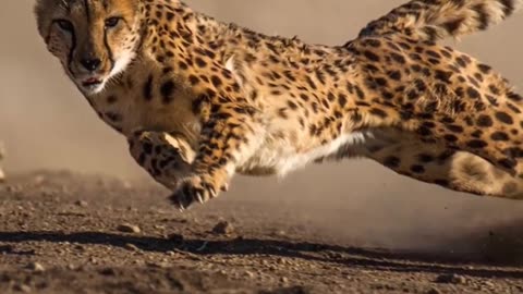 How Cheetah Are The Fastest Living Animal