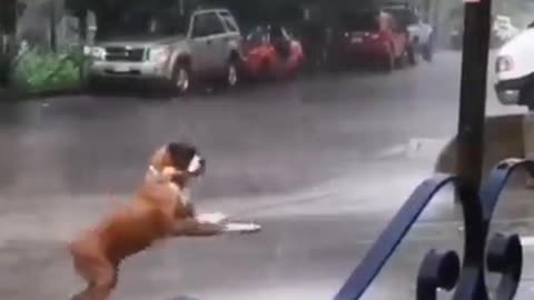 The dog plays in the rain