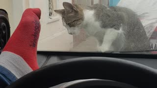 Man Who Tries To Scare A Cat Faces An Instant Karma