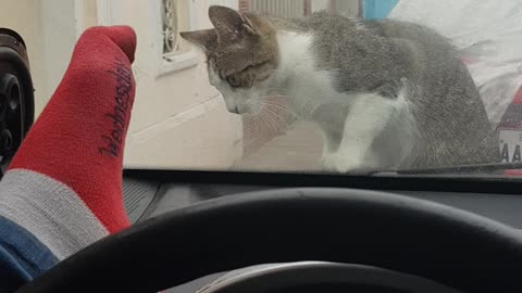 Man Who Tries To Scare A Cat Faces An Instant Karma