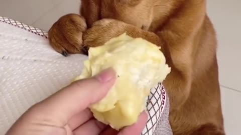 Funny Dogs and Cats Reaction to Smelling Durian