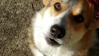 Christmas Corgi