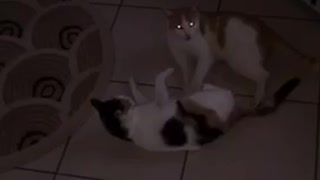 Two cats play fighting with one another