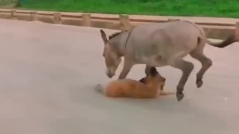 Animal funny video