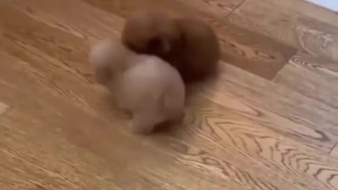 Baby Animals SO Cute Just relaxing and heartwarming