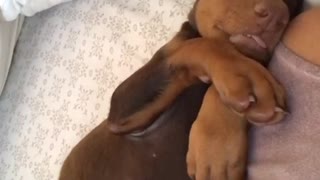 Little brown puppy dreaming and squeaking