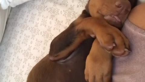 Little brown puppy dreaming and squeaking