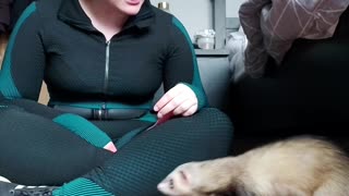 Ferret Interrupts Workout With One Bite