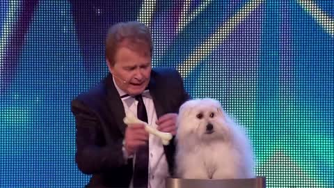 10 FUNNIEST ANIMAL AUDITIONS EVER on GOT TALENT