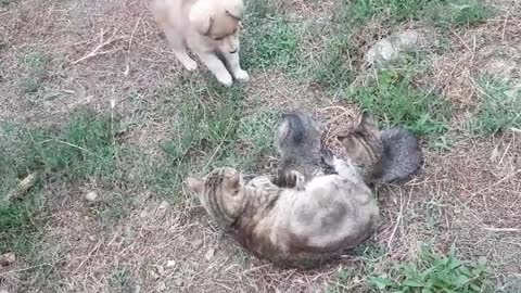 Funny video with cat and dog🐶🐱