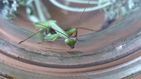 Praying Mantis drinks water