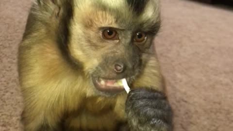 Monkey enjoys lollipop like a little kid