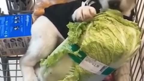 Fun Cute Silly Funny Animal Videos Vegan Dog