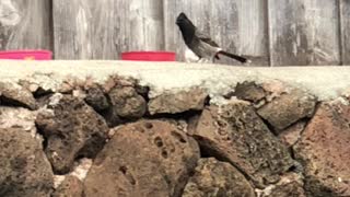 # Back Yard Birds Hawaii Red Vented Bulbuls