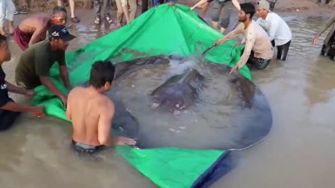 Descubren en Camboya el pez de agua dulce más grande del mundo