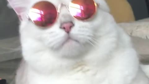 what if a cat wear your glasses - fashion